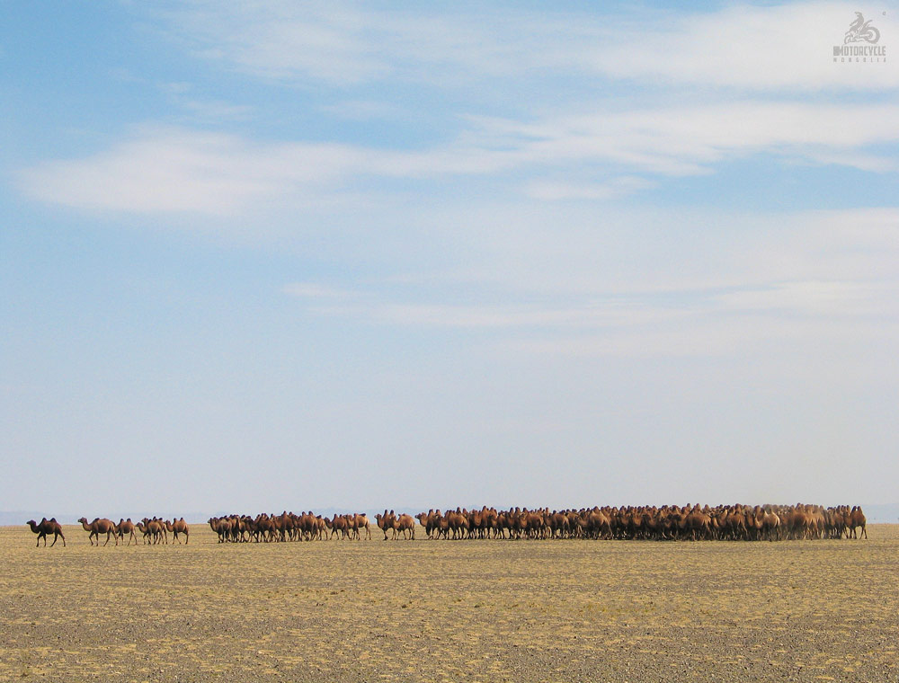 Domestic Bactrian Camels, Mongolia