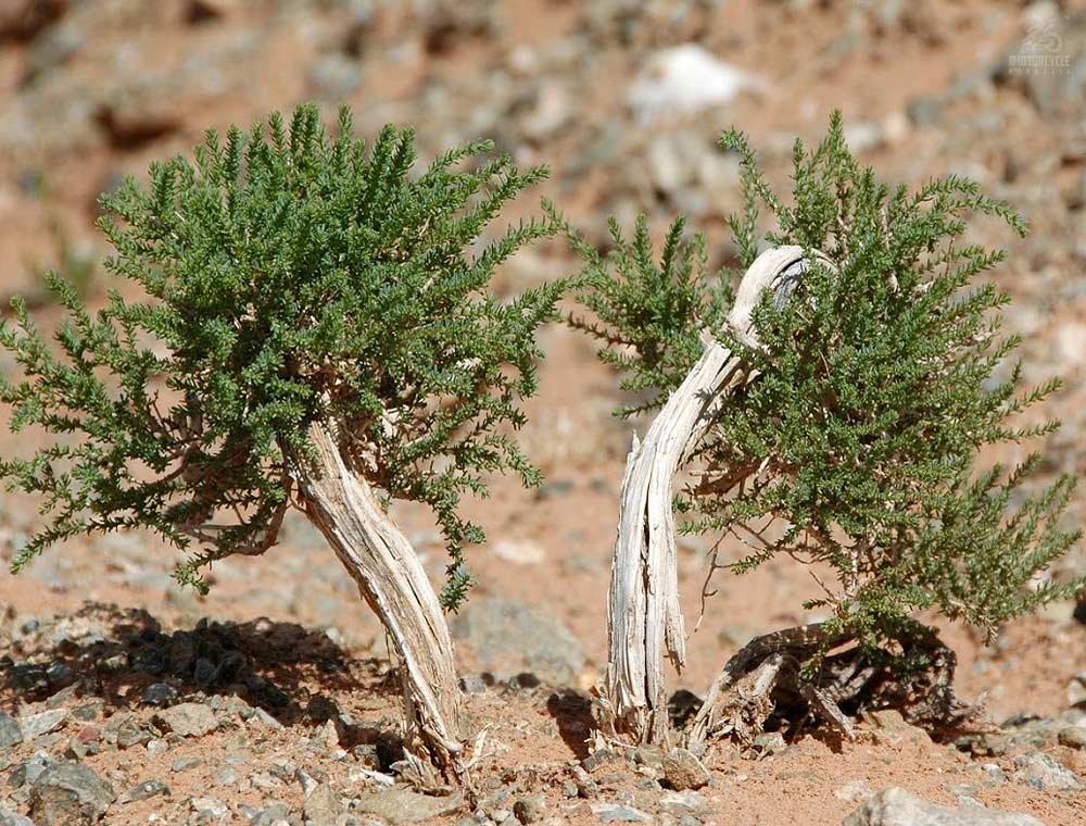 Gobi Desert Rear Plant "ZAG" Tree (Saksaul)