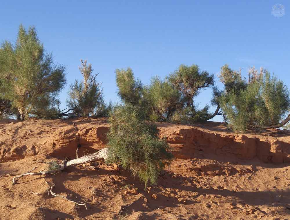 Gobi Desert Tree (Saksaul) Mongolia