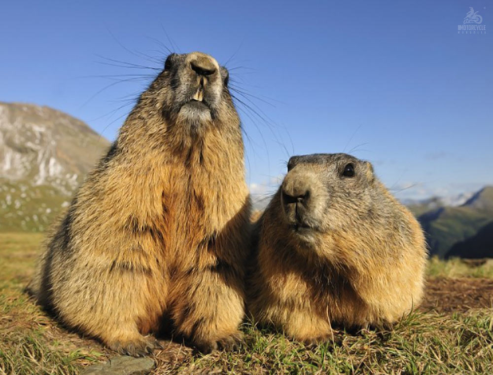 Mongolian Wild Animals Marmots